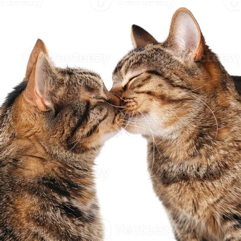 Cute Fluffy Cats playing 47493718 PNG