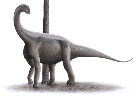 Jobaria | Wiki Prehistórico | FANDOM powered by Wikia
