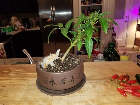 Well figured I would try it out, we'll see how she does | Scrolller