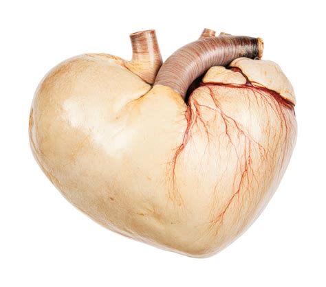 anatomical image  pig heart featuring arteries  veins cut