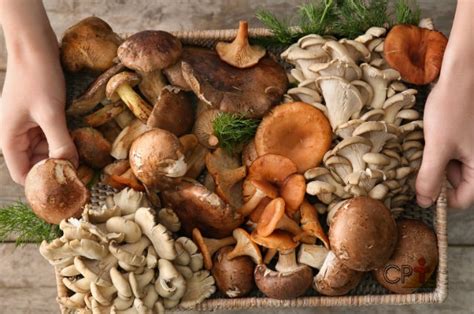 Cogumelos e fungos