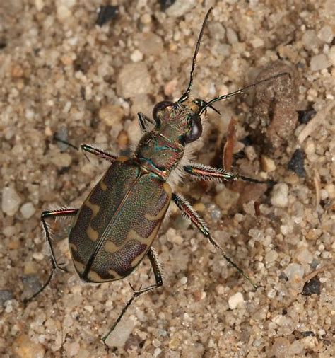 cicindela repanda bugguidenet