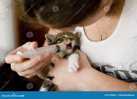 A Woman Feeding a New Born Kitten Stock Image - Image of nurture, brownish: 8159063