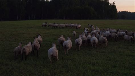 Разведение овец Charolais (Шероле) и Suffolk (Суффолк) - YouTube