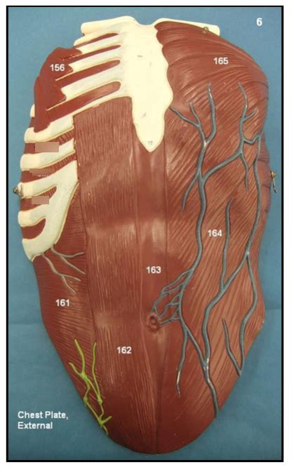 chest plate external diagram quizlet