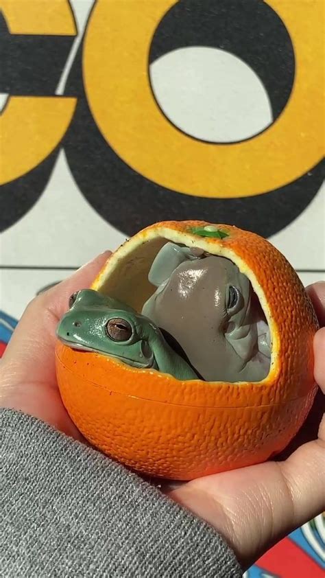 Pin by Vikysaaya on frog | Frog pictures, Pet frogs, Cute frogs