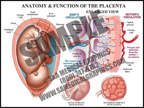anterior placenta position placenta overview anatomy function