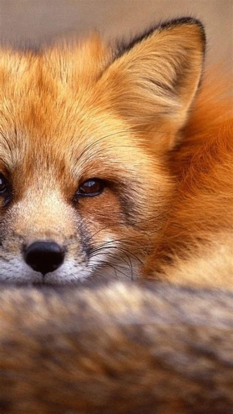 red fox iphone wallpaper