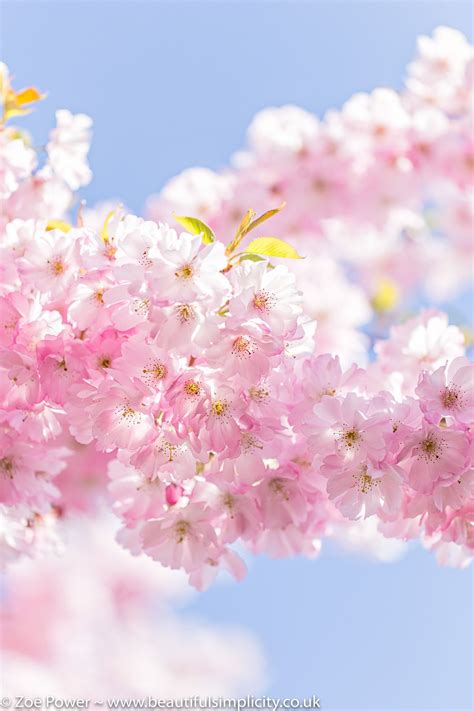 Cherry Blossom Clouds in Light and Airy Pastel Pinks