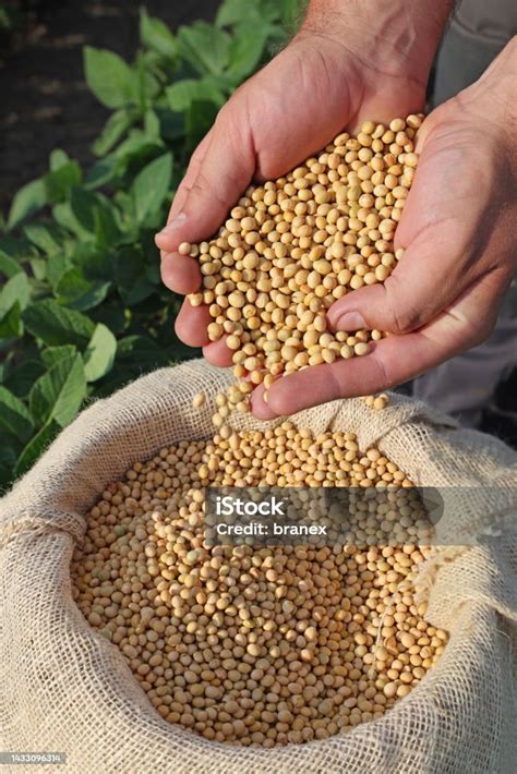 Biji Kedelai Di Tangan Petani Yang Sukses Foto Stok - Unduh Gambar ...