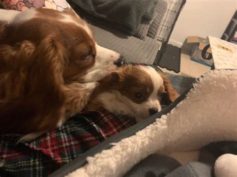 Brought dog to the vet, he's super constipated, and pumpkin doesn't