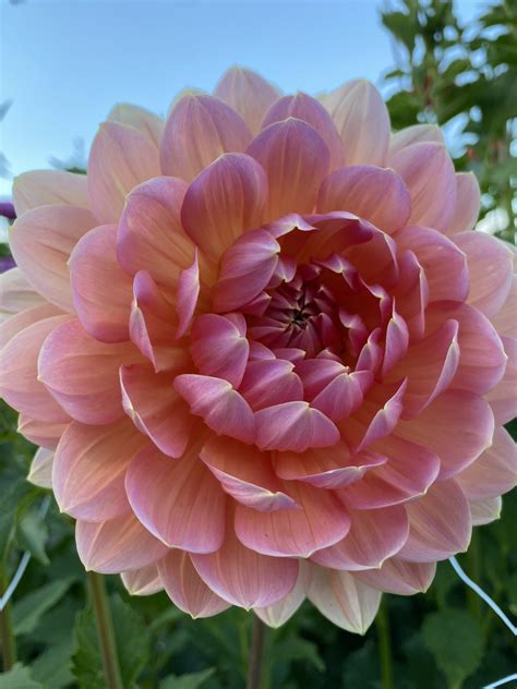 Maks Betty Lynn - Soaring Heart Dahlias