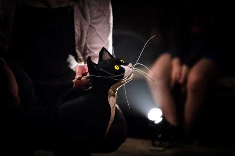 The Mousehole Cat — Cornwall 365 What's On