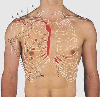 Anatomy Of Chest Wall Dorsal Aspect Of Thorax Posterior And Lateral Images