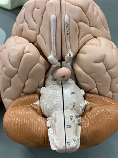 anatomy underside  brain diagram quizlet