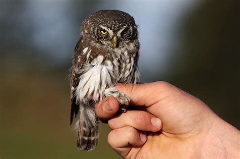 Воробьиный сыч | zoo-ekzo.ru - Экзотические животные