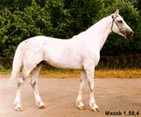 History of the Orlov Trotter, Orlov-Rostopchin Breeds | Horses, Horse ...