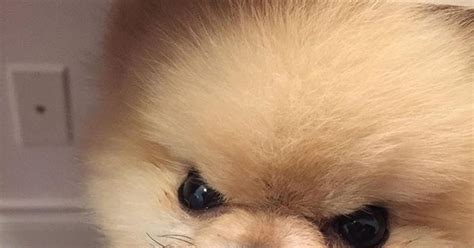 Карликовый пушистик | Пикабу