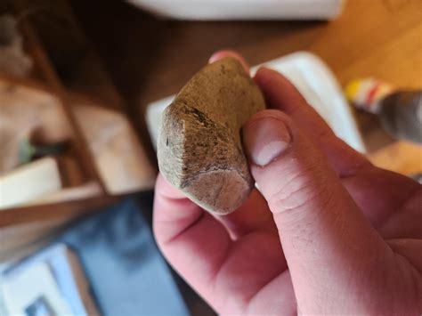 Fossil Found in Southern Alberta : r/fossilid