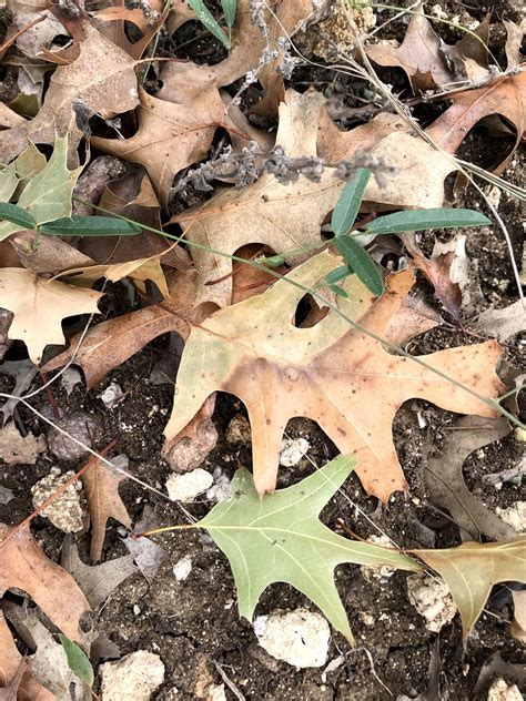 Oak Wilt Symptoms in Red Oaks | ArborCare & Consulting
