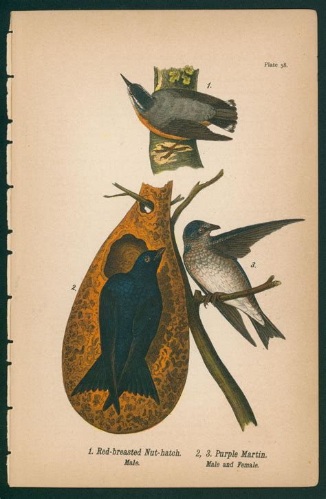 Red-Breasted Nut Hatch- Antique Lithograph, Vintage Print - Authentic