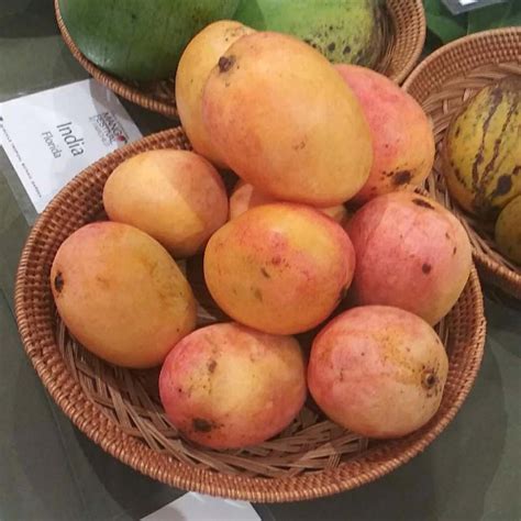 Meet The Mangoes | CHINOLA