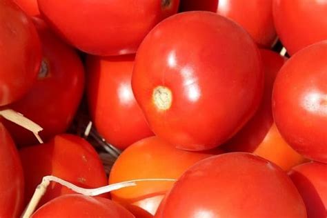Chibli tomato: description of the hybrid variety, its cultivation with ...