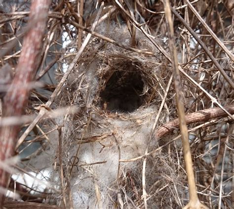 Bird Nesting Material Llama Wildlife Nesting Material Nest - Etsy Australia