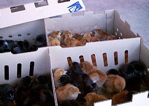 FAQ: Baby Chick Care - Robert Plamondon's Rural Life