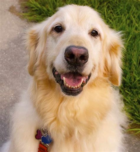 golden retriever adoption muranga kenya buy puppy   area