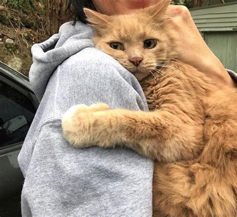 Kitten Wants Hug