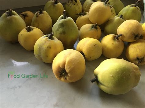 Guide: How to Grow a Quince Tree — Food Garden Life