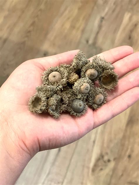 BULK Fuzzy Burr Oak Acorns, Small Bur Oak Acorn Cap, BULK Tiny Fairy ...