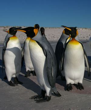 The Secrets Behind Penguins' Unique Mate Selection Process - Hunter Games Magazine