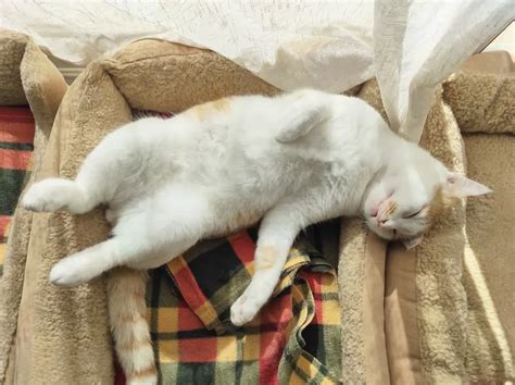 The Art of Cat Nap: Mastering the Feline Sleep Game