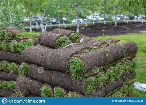 Turf Grass Rolls for Lawn. Carpet of Turf, Roll of Sod for Landscaping. Installation of Modern ...