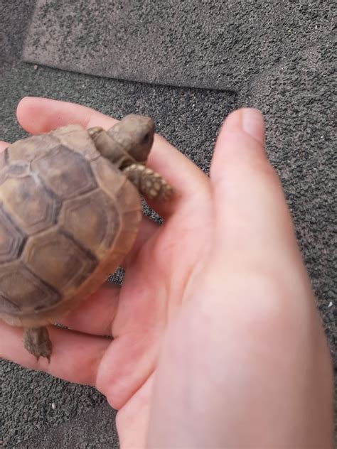 what happens if turtle hyperactive at home 7