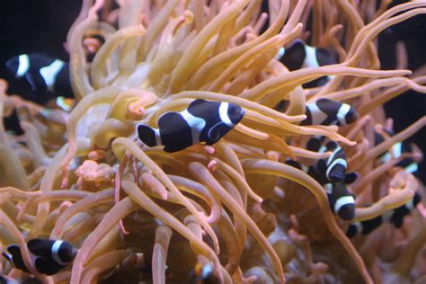 10 Clownfish Types: A Battle For The Most Striking - Ocean Info