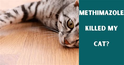 Methimazole Killed My Cat? - Vet Advises