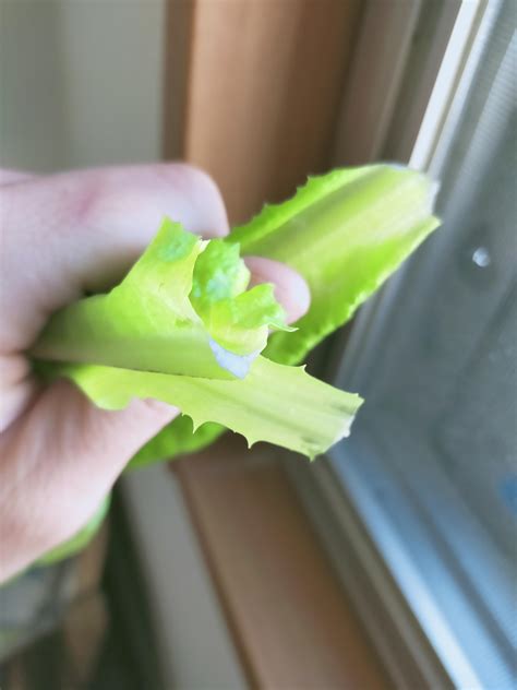 Bitter milky substance from lettuce stem? : r/Hydroponics