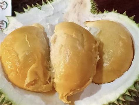 berita  informasi jenis durian  indonesia terkini  terbaru hari