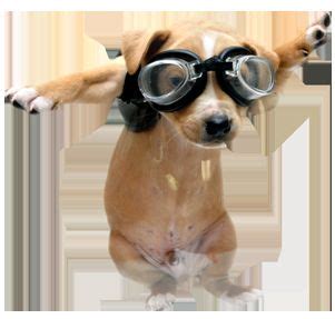 Pilot dog Blank Template - Imgflip