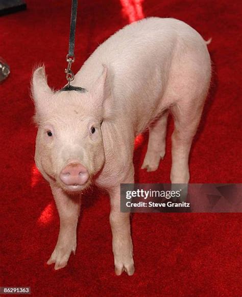 57 Wilbur Pig Stock Photos, High-Res Pictures, and Images - Getty Images