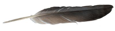 Birds of a Feather, Banking Together | The Scientist Magazine®