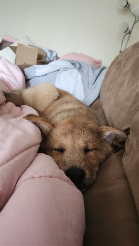 New Akita pup! Her names Navi 😍🐶 : r/akita