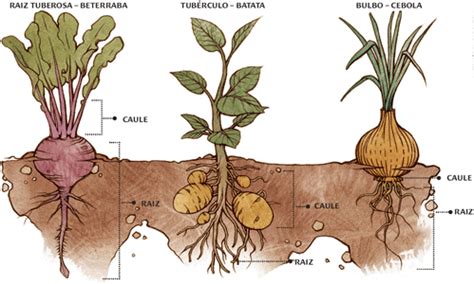 Tipos De Caule - Quais São os Tipos de Caule Aéreo? | Mundo Ecologia