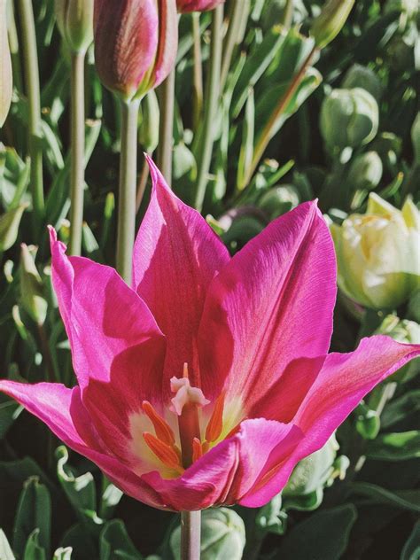 early spring flower 2