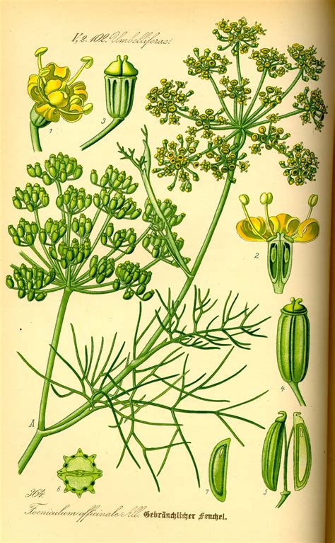 Foeniculum vulgare | UC Irvine - Center for Environmental Biology