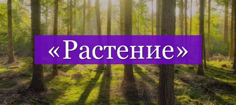 «Растение» проверочное слово