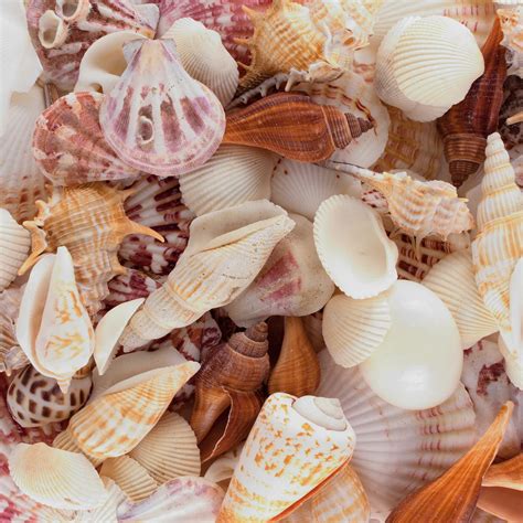 Seashells | ubicaciondepersonas.cdmx.gob.mx